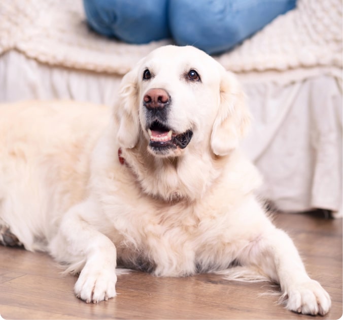 A white dog lying on the floor with its mouth open, appearing relaxed and content.
