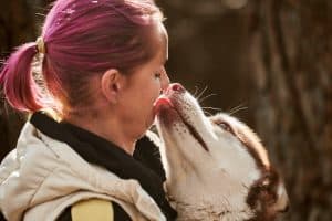 Siberian Husky dog kissing woman with pink hair, true love of human and pet, funny meet of brown Husky dog and female owner. Happy Husky dog licking girl face outdoor forest background