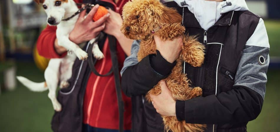 Two dog handlers posing for the camera with cute puppies
