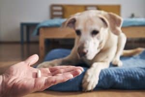 Man is holding in hand pill for ill dog. Pet owner giving medicine to his old labrador retriever.