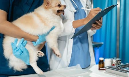 veterinarian and an assistant fill out a sick puppy history.