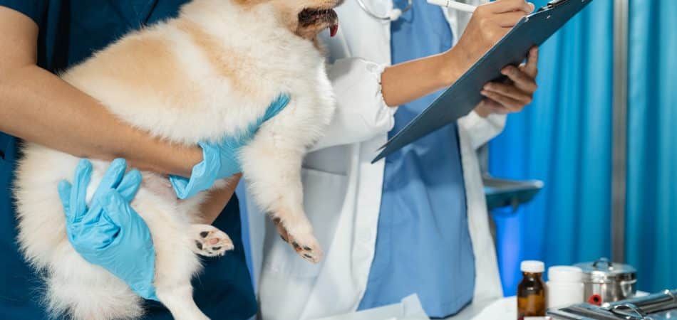 veterinarian and an assistant fill out a sick puppy history.