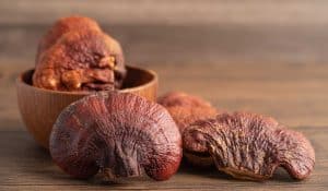 dried reishi mushroom